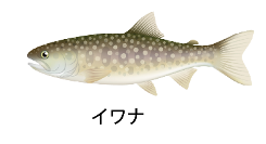 fish-shogawa-1