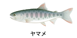 fish-shogawa-2