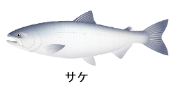 fish-shogawa-4